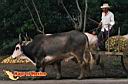oaxaca-picture-of-mexico-2.jpg