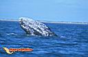 lapaz-picture-of-mexico-18.jpg