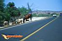 san-jose-del-cabo-picture-of-mexico-84.jpg